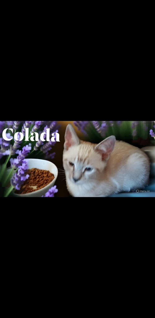 Colada