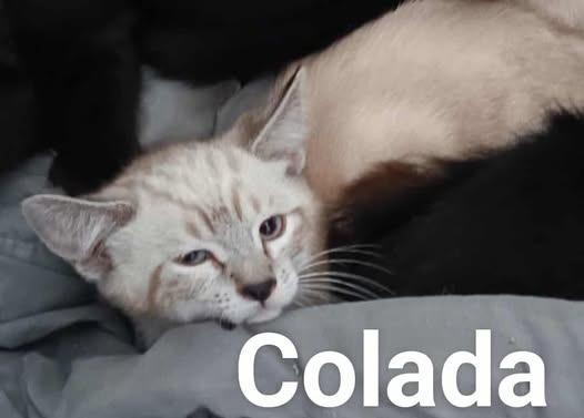 Colada