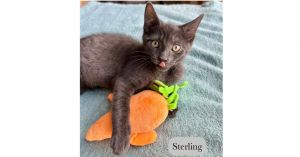 Sterling, Baby Male unknown