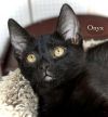 Onyx photo 2