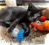 Onyx photo 4