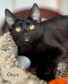 Onyx photo 5