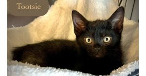 Tootsie, Baby Female unknown