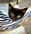 Tootsie photo 6