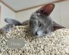 Dusty photo 3