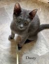 Dusty photo 4