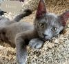 Dusty photo 5