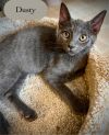 Dusty photo 6