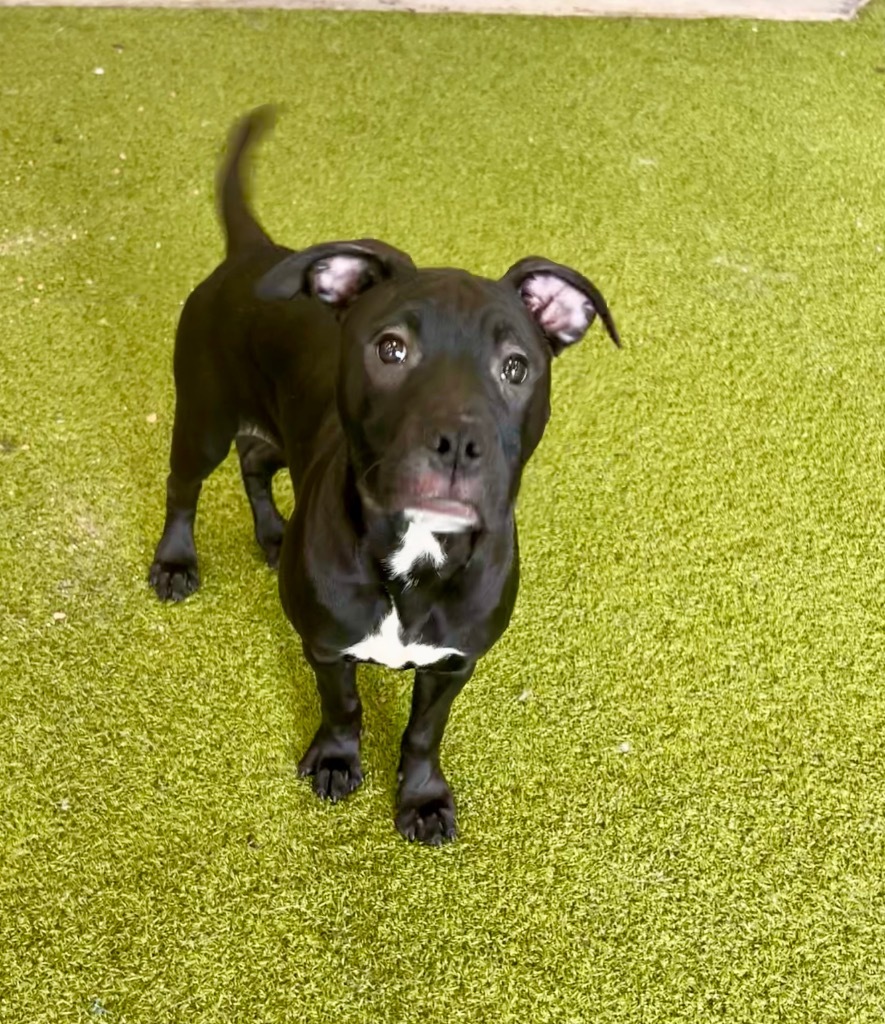 Bell Pepper, an adoptable Mixed Breed in Minot, ND, 58702 | Photo Image 1