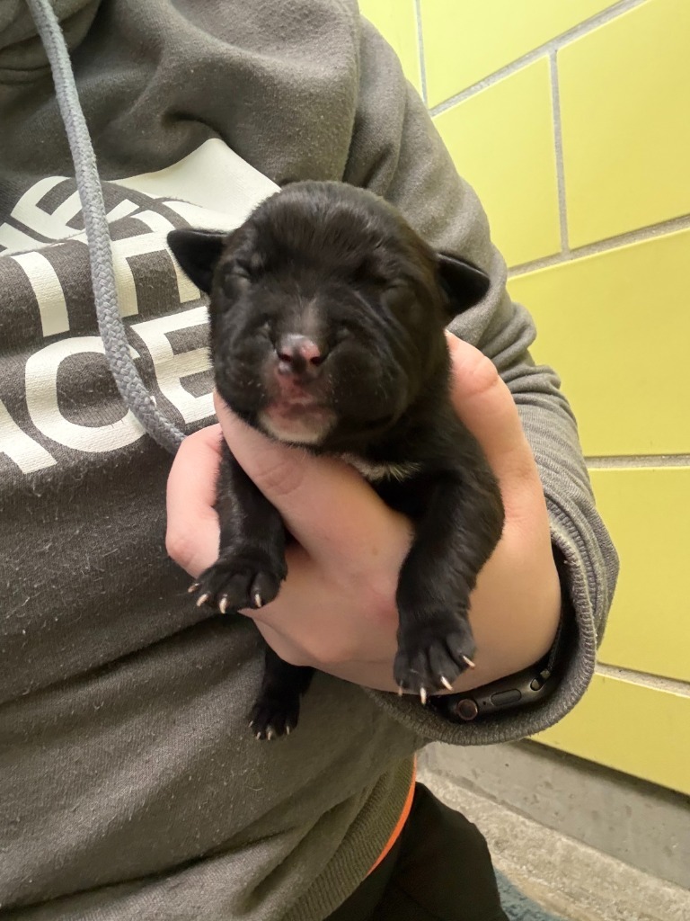 Bell Pepper, an adoptable Mixed Breed in Minot, ND, 58702 | Photo Image 2