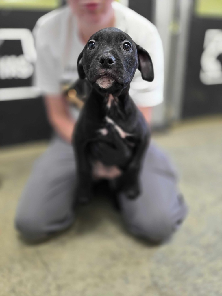 Bell Pepper, an adoptable Mixed Breed in Minot, ND, 58702 | Photo Image 3
