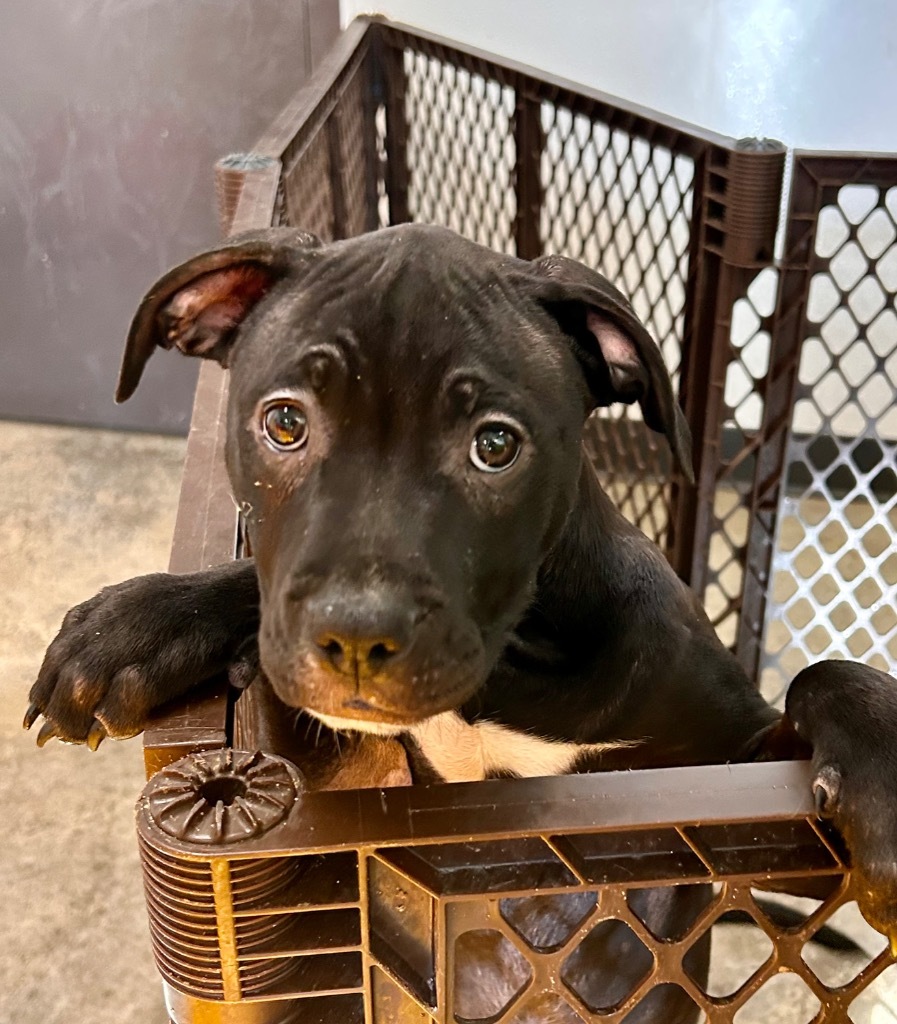 Bell Pepper, an adoptable Mixed Breed in Minot, ND, 58702 | Photo Image 4