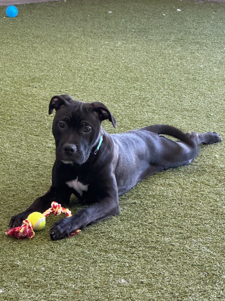 Bell Pepper, an adoptable Mixed Breed in Minot, ND, 58702 | Photo Image 5