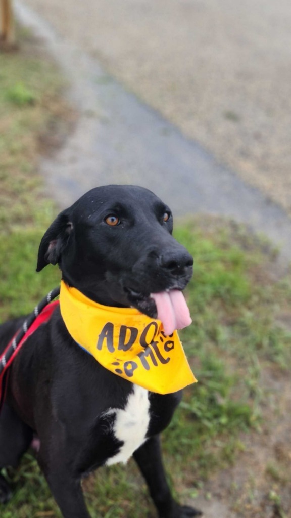Olive, an adoptable Mixed Breed in Minot, ND, 58702 | Photo Image 1