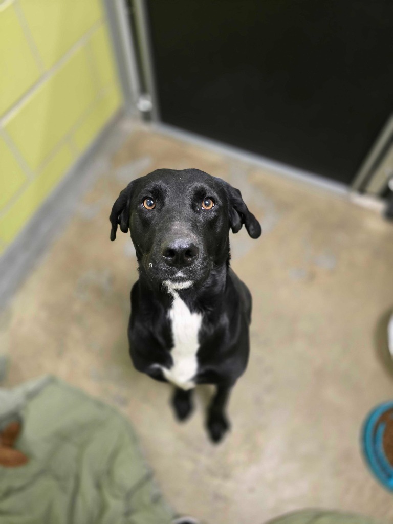 Olive, an adoptable Mixed Breed in Minot, ND, 58702 | Photo Image 2