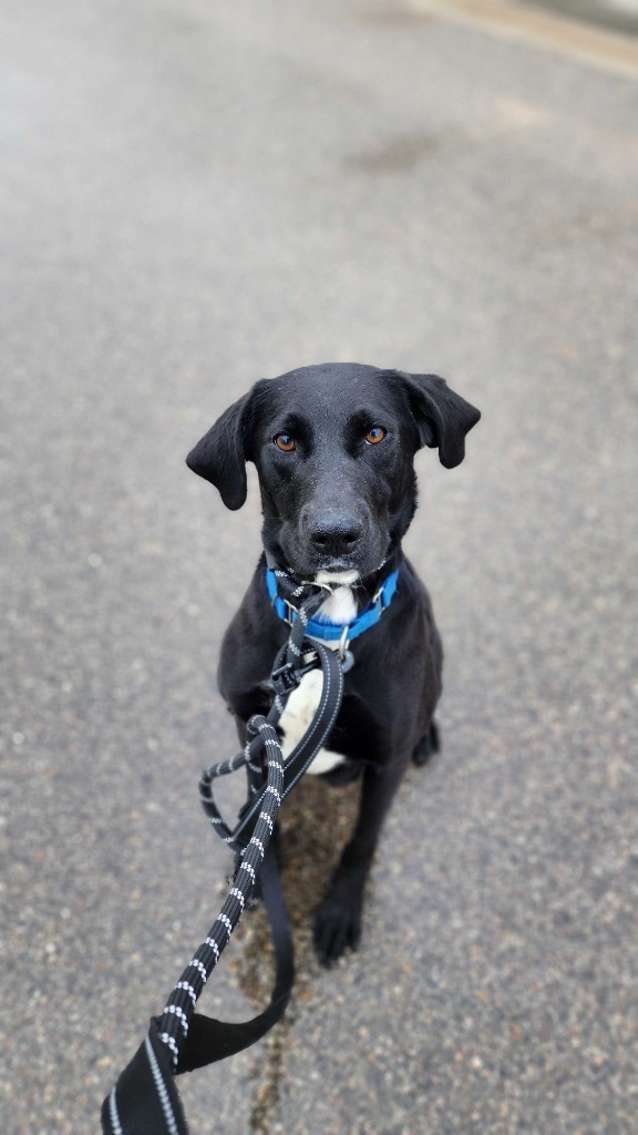 Olive, an adoptable Mixed Breed in Minot, ND, 58702 | Photo Image 3