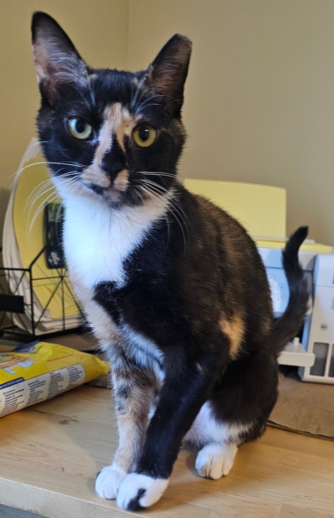 Harriet