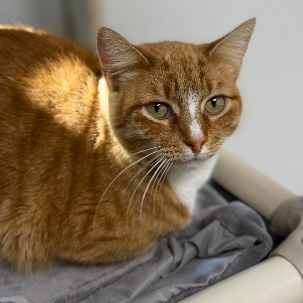 Lazarus, an adoptable Domestic Short Hair in Corpus Christi, TX, 78414 | Photo Image 1