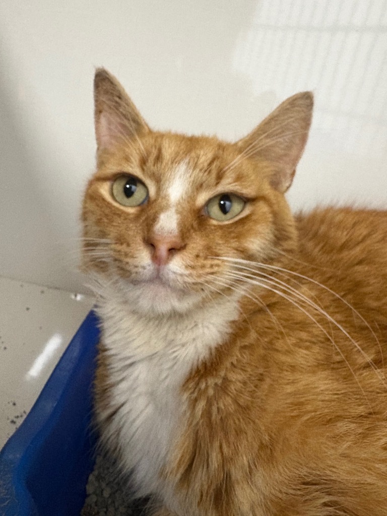 Lazarus, an adoptable Domestic Short Hair in Corpus Christi, TX, 78414 | Photo Image 2