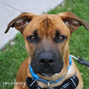 Jax, Young Male unknown