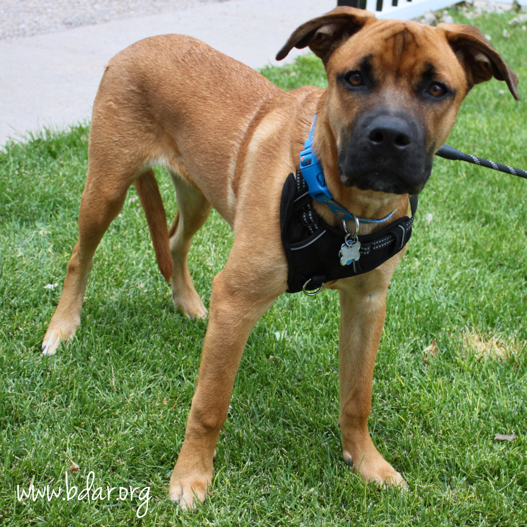 Jax, an adoptable Cane Corso, Mixed Breed in Cheyenne, WY, 82009 | Photo Image 2