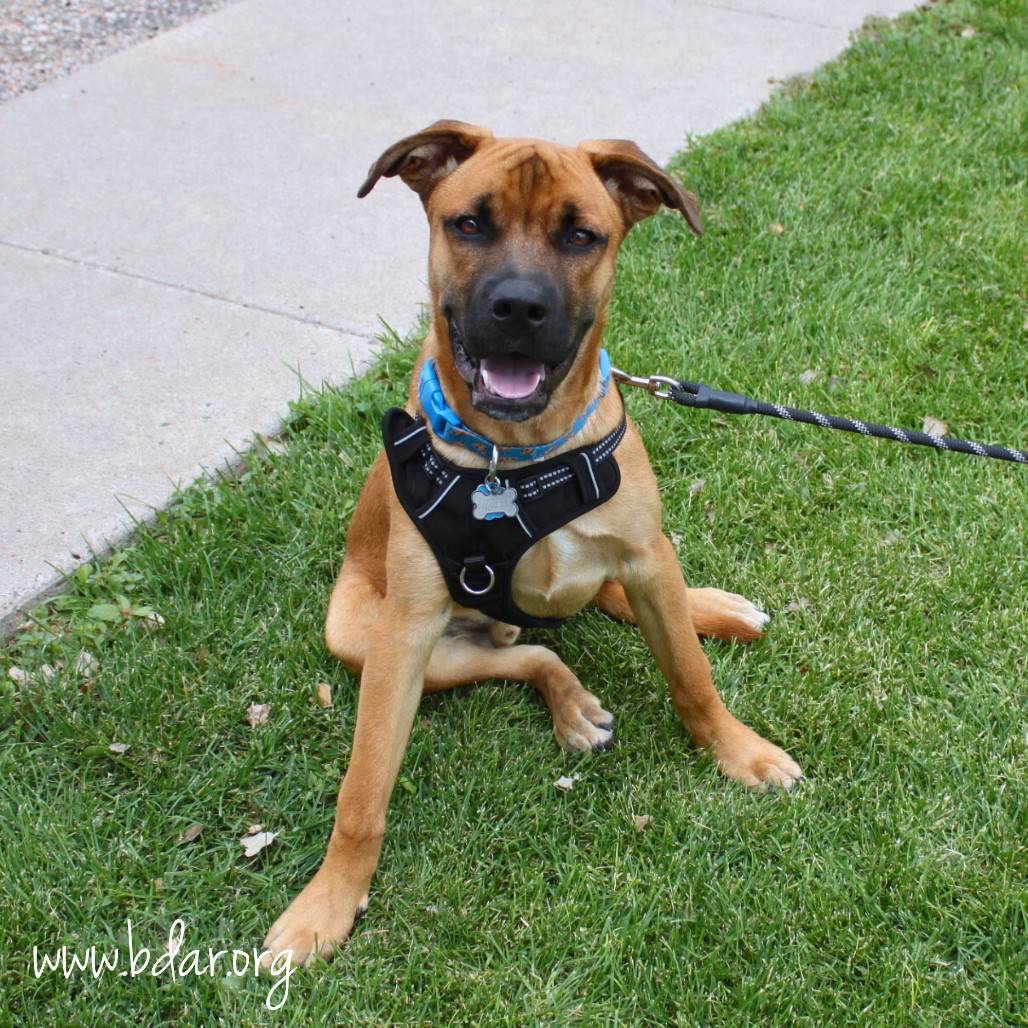 Jax, an adoptable Cane Corso, Mixed Breed in Cheyenne, WY, 82009 | Photo Image 3