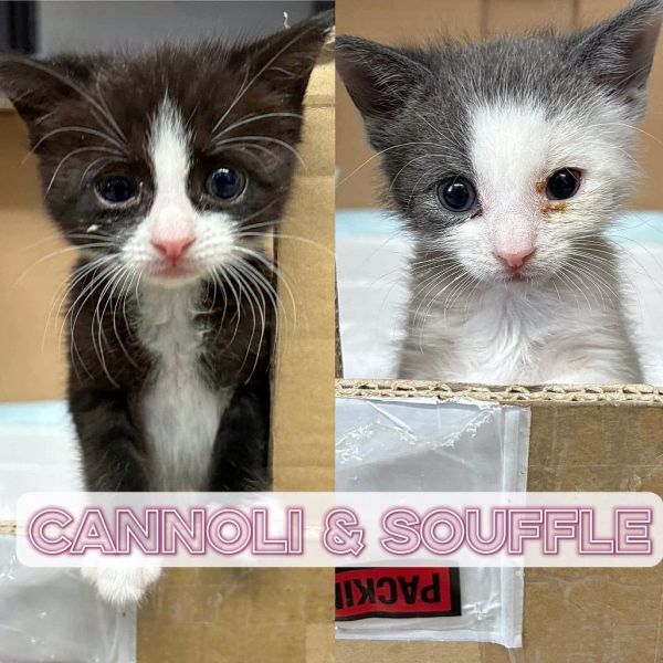Cannoli thumbnail 4