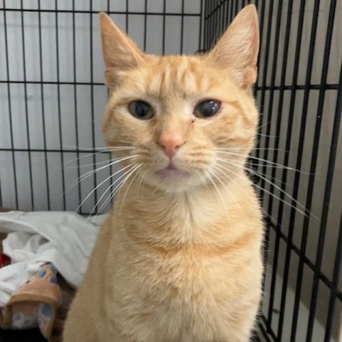 Tigger