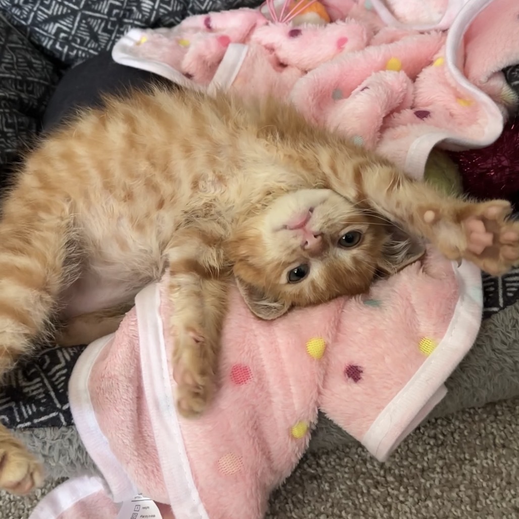 Little Bug (NKA Oliver)