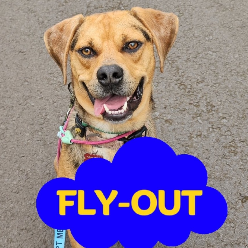 Maui, an adoptable Mixed Breed in Volcano, HI, 96785 | Photo Image 1