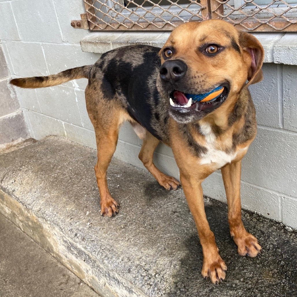 Maui, an adoptable Mixed Breed in Volcano, HI, 96785 | Photo Image 2