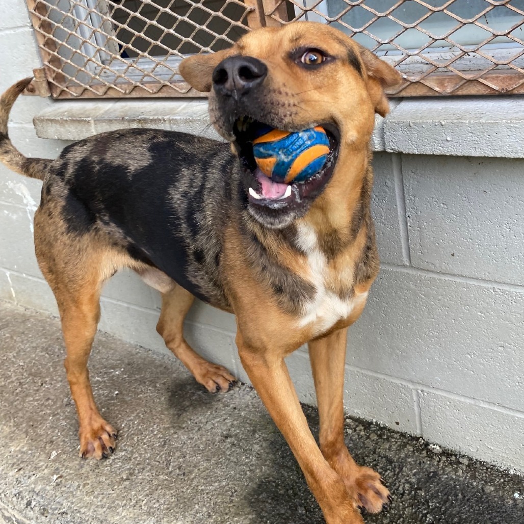 Maui, an adoptable Mixed Breed in Volcano, HI, 96785 | Photo Image 3