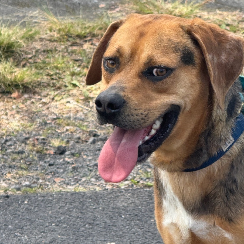 Maui, an adoptable Mixed Breed in Volcano, HI, 96785 | Photo Image 4