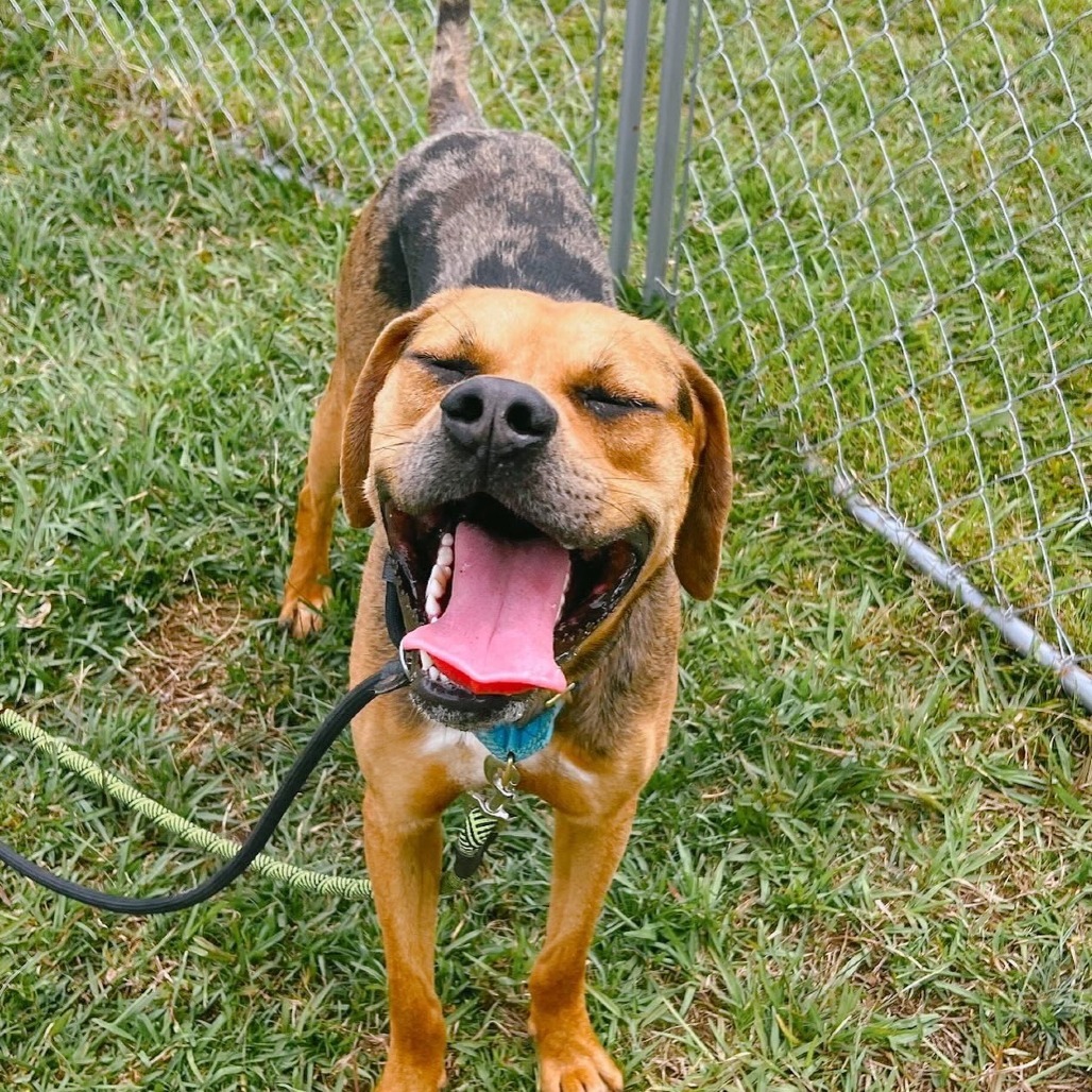 Maui, an adoptable Mixed Breed in Volcano, HI, 96785 | Photo Image 5