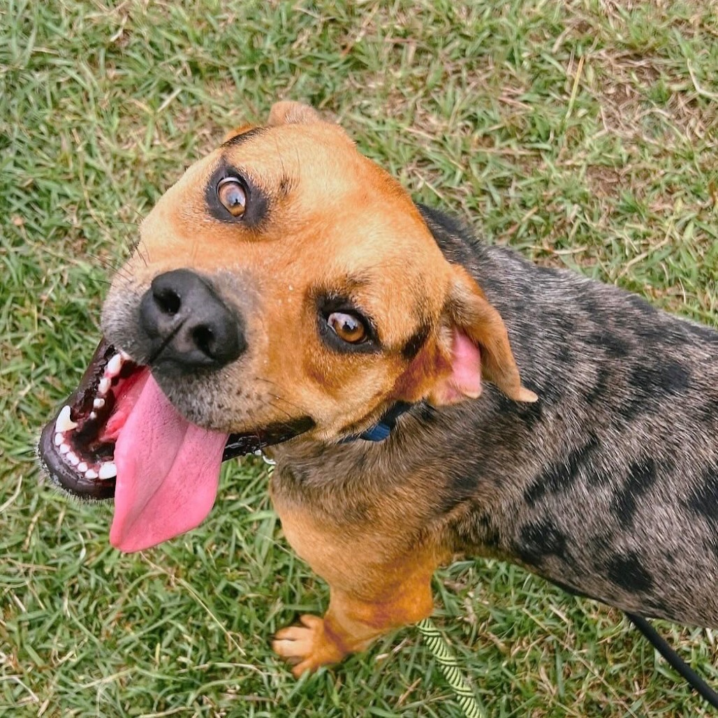 Maui, an adoptable Mixed Breed in Volcano, HI, 96785 | Photo Image 6