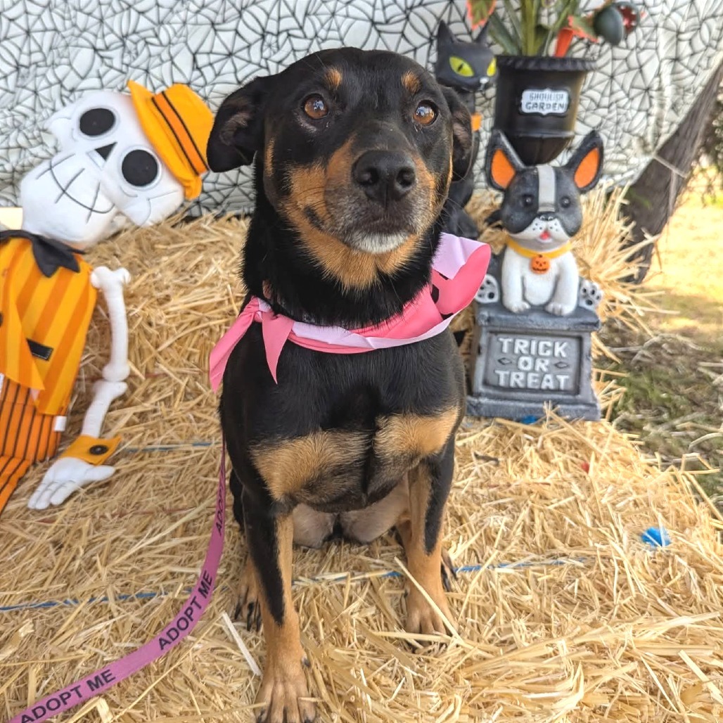 Mahina, an adoptable Mixed Breed in Volcano, HI, 96785 | Photo Image 1