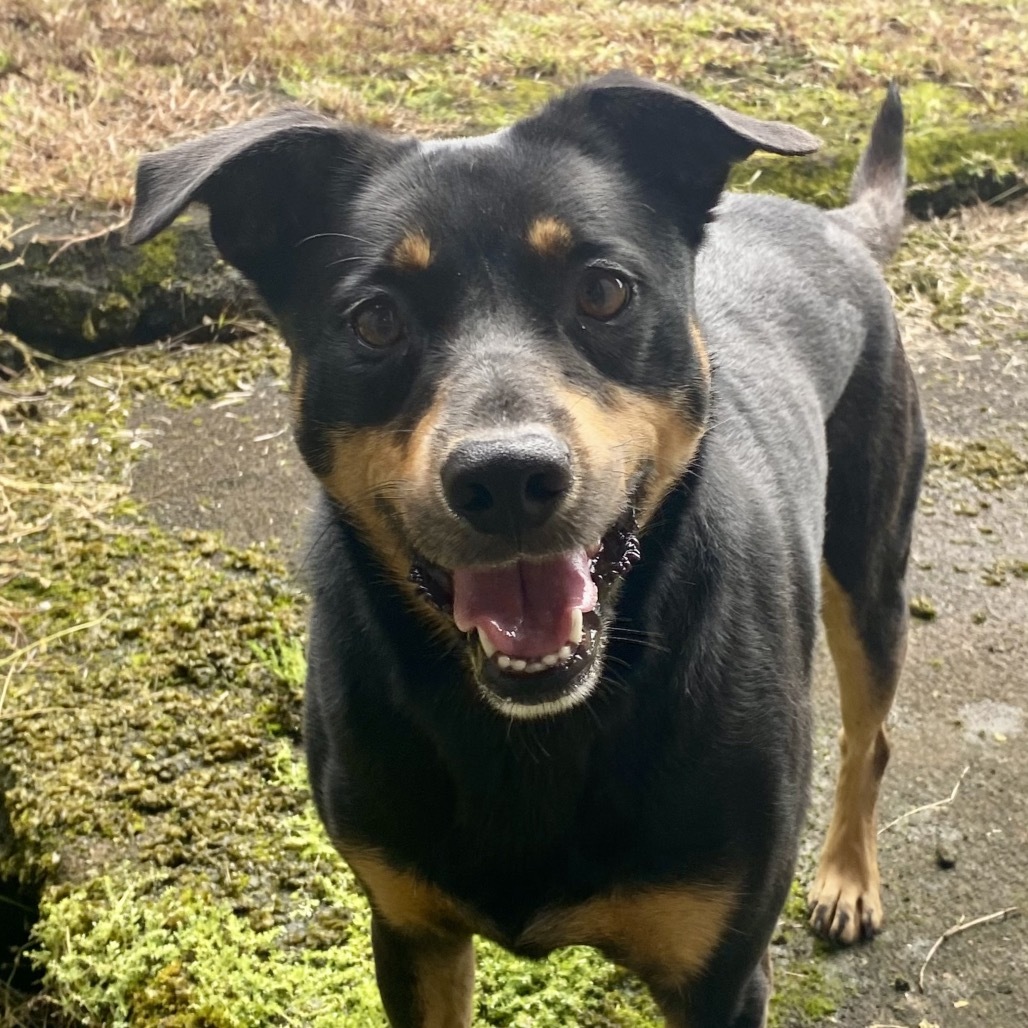 Mahina, an adoptable Mixed Breed in Volcano, HI, 96785 | Photo Image 2