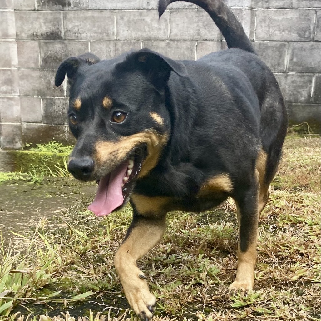 Mahina, an adoptable Mixed Breed in Volcano, HI, 96785 | Photo Image 3