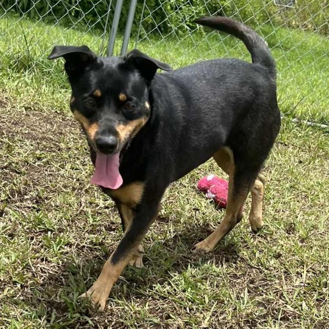 Mahina, an adoptable Mixed Breed in Volcano, HI, 96785 | Photo Image 4