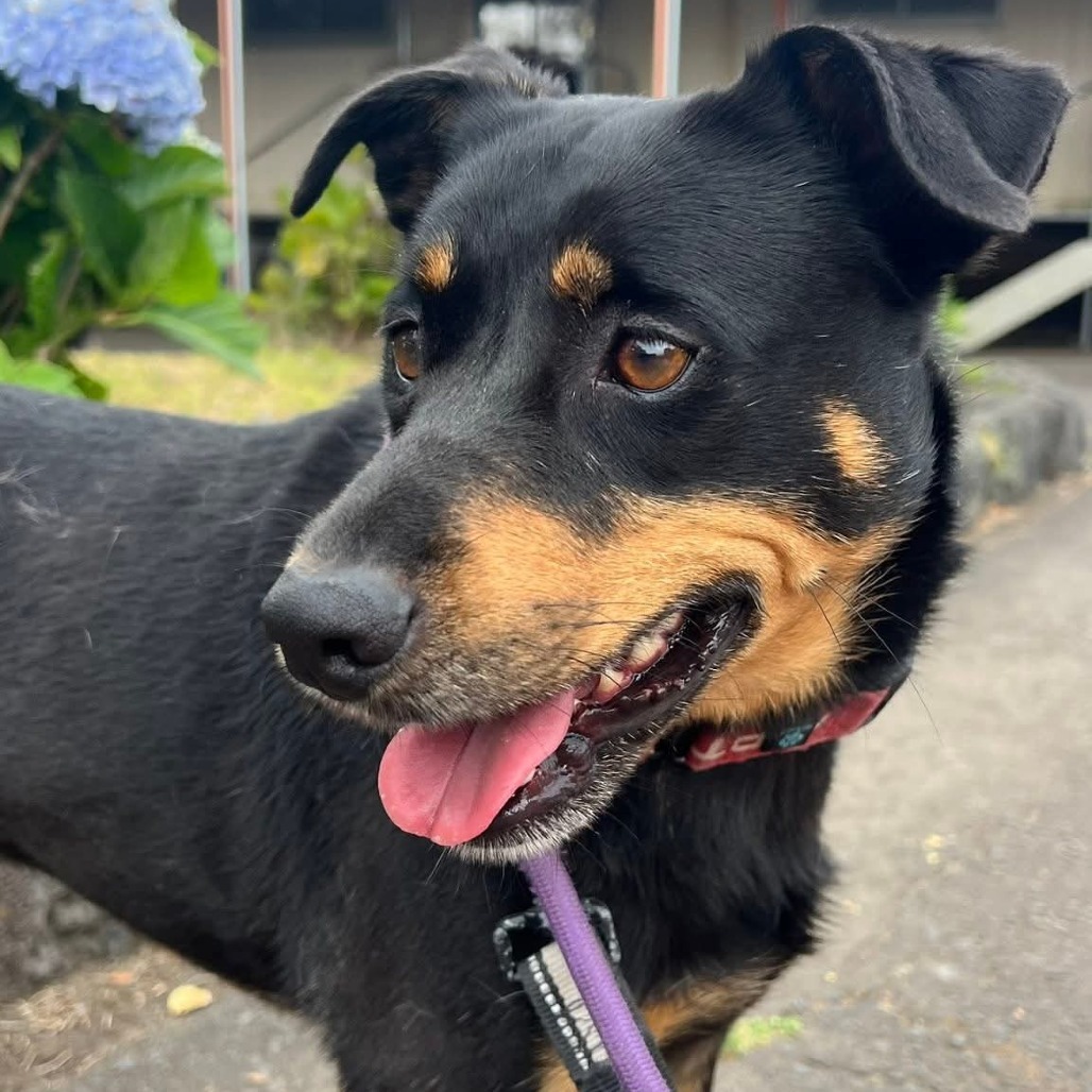 Mahina, an adoptable Mixed Breed in Volcano, HI, 96785 | Photo Image 5