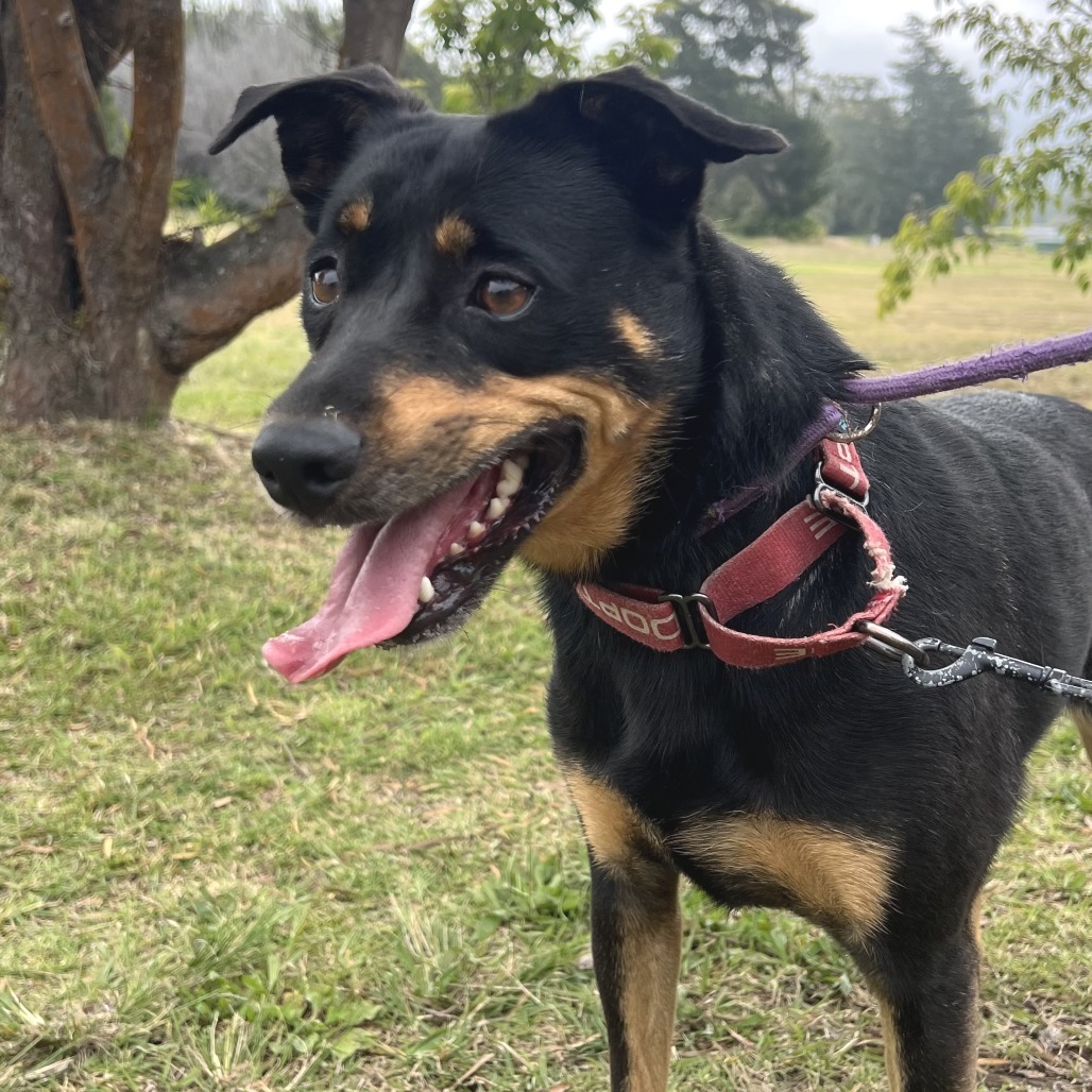 Mahina, an adoptable Mixed Breed in Volcano, HI, 96785 | Photo Image 6