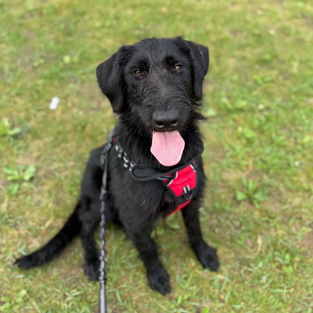 Ronan