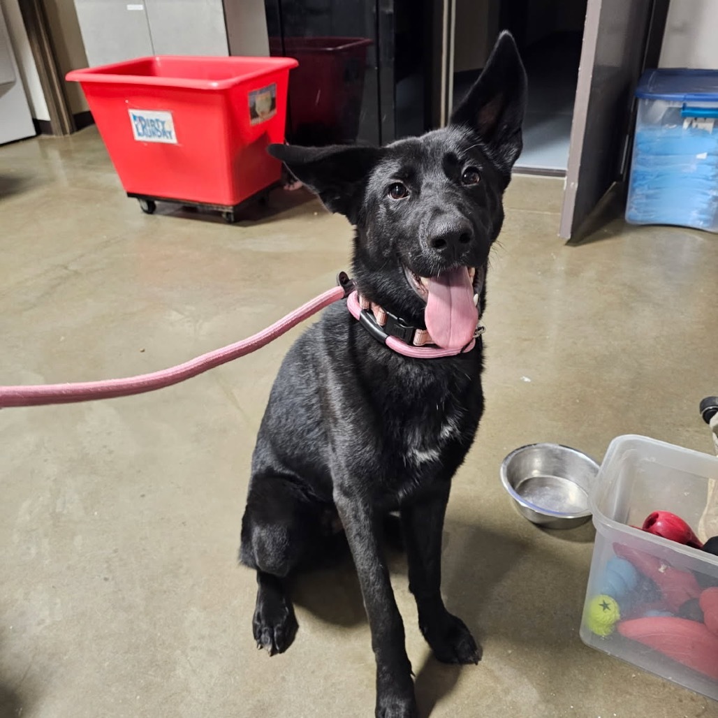 Onyx, an adoptable Shepherd in Bismarck, ND, 58507 | Photo Image 1