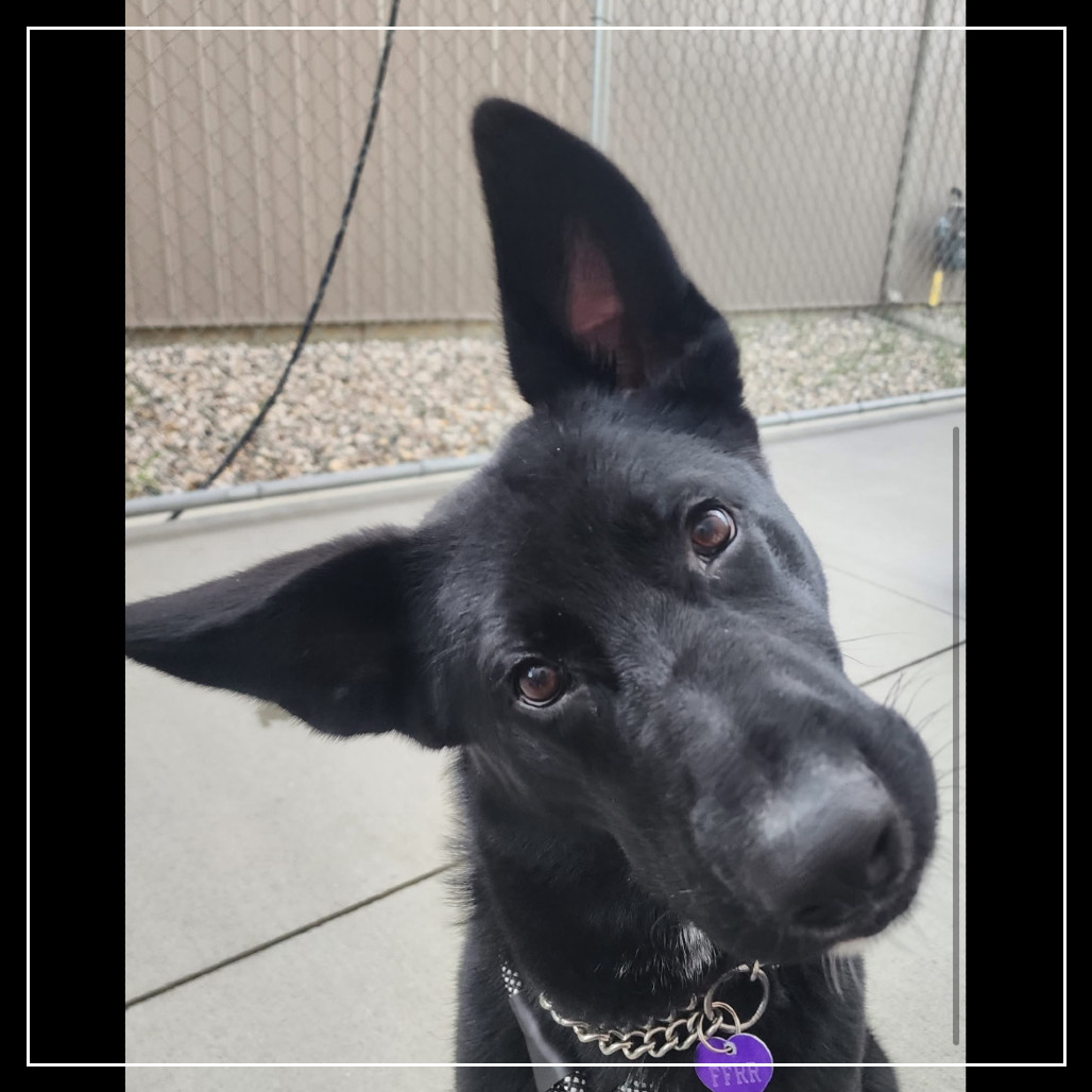 Onyx, an adoptable Shepherd in Bismarck, ND, 58507 | Photo Image 1
