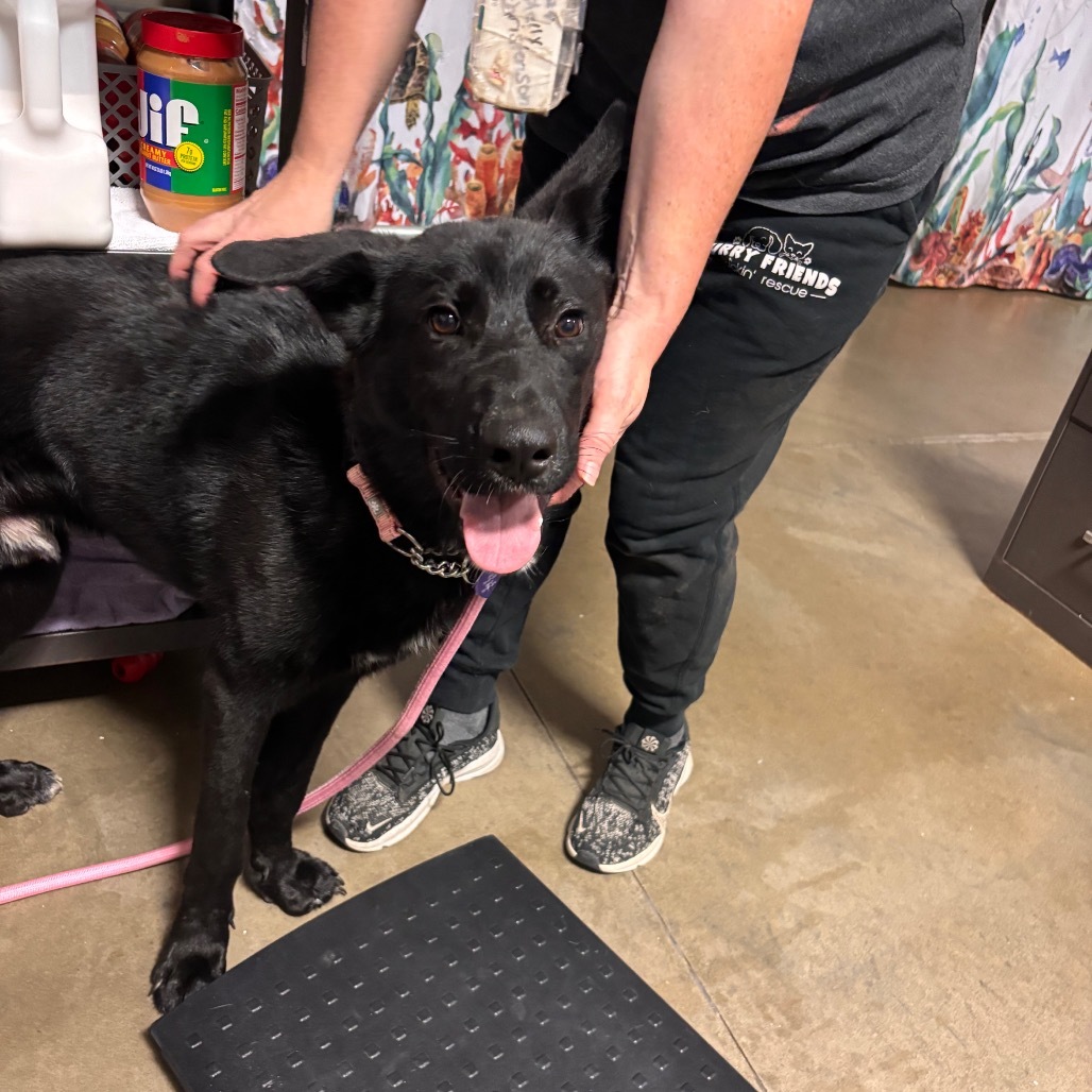Onyx, an adoptable Shepherd in Bismarck, ND, 58507 | Photo Image 2