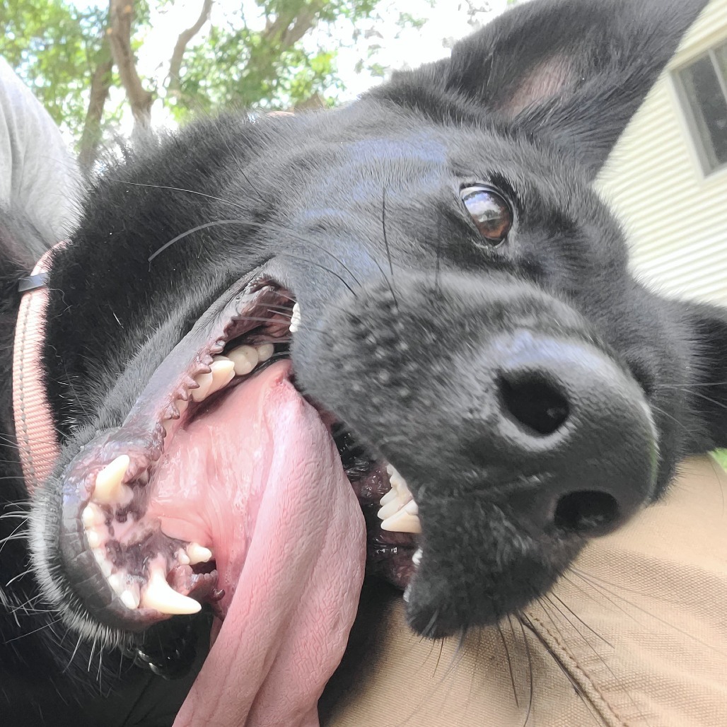 Onyx, an adoptable Shepherd in Bismarck, ND, 58507 | Photo Image 3
