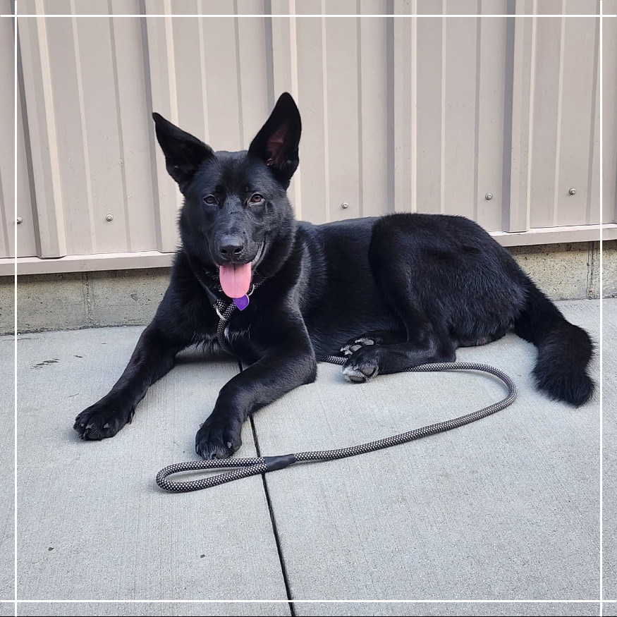 Onyx, an adoptable Shepherd in Bismarck, ND, 58507 | Photo Image 5
