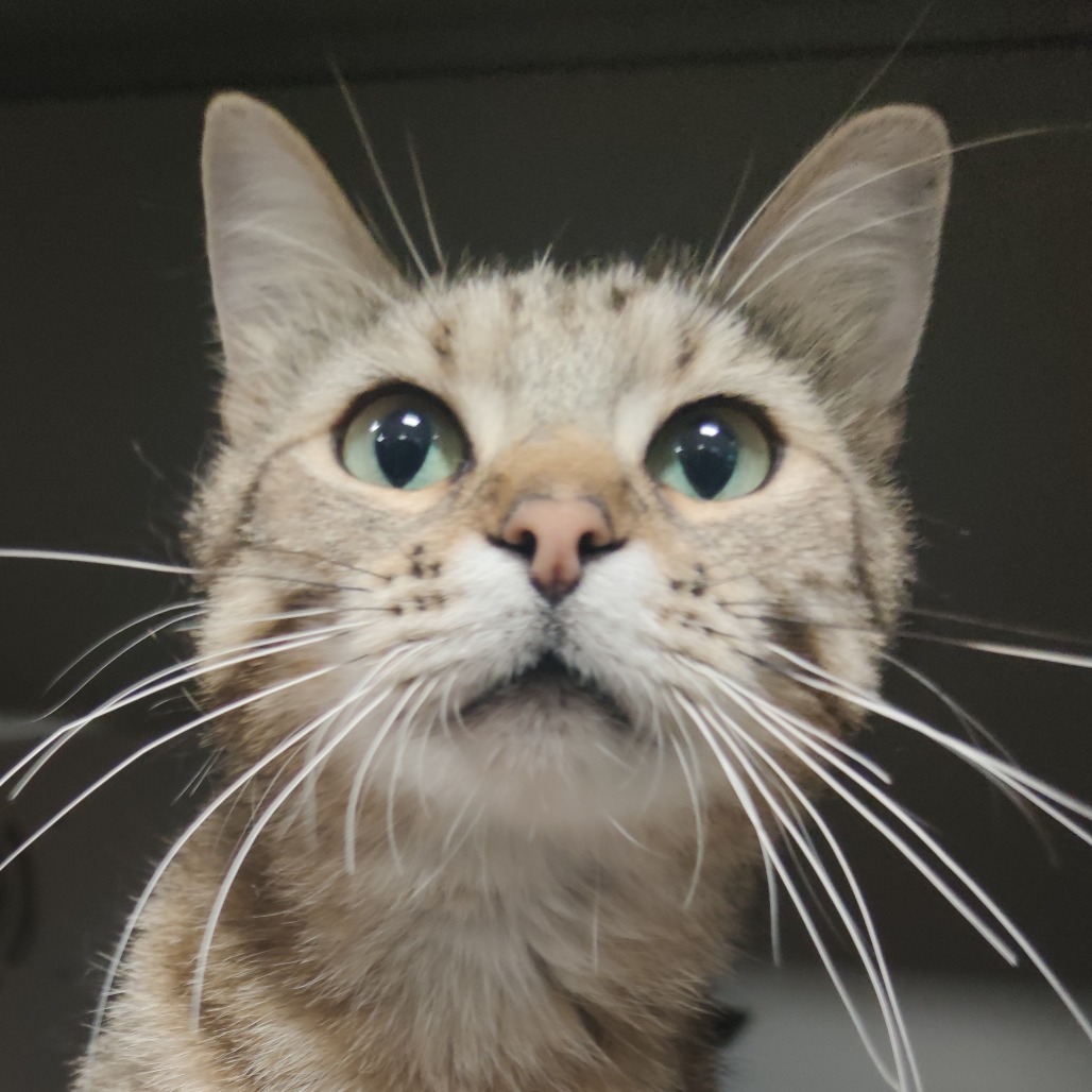 Rosie, an adoptable Domestic Short Hair in Bismarck, ND, 58507 | Photo Image 1