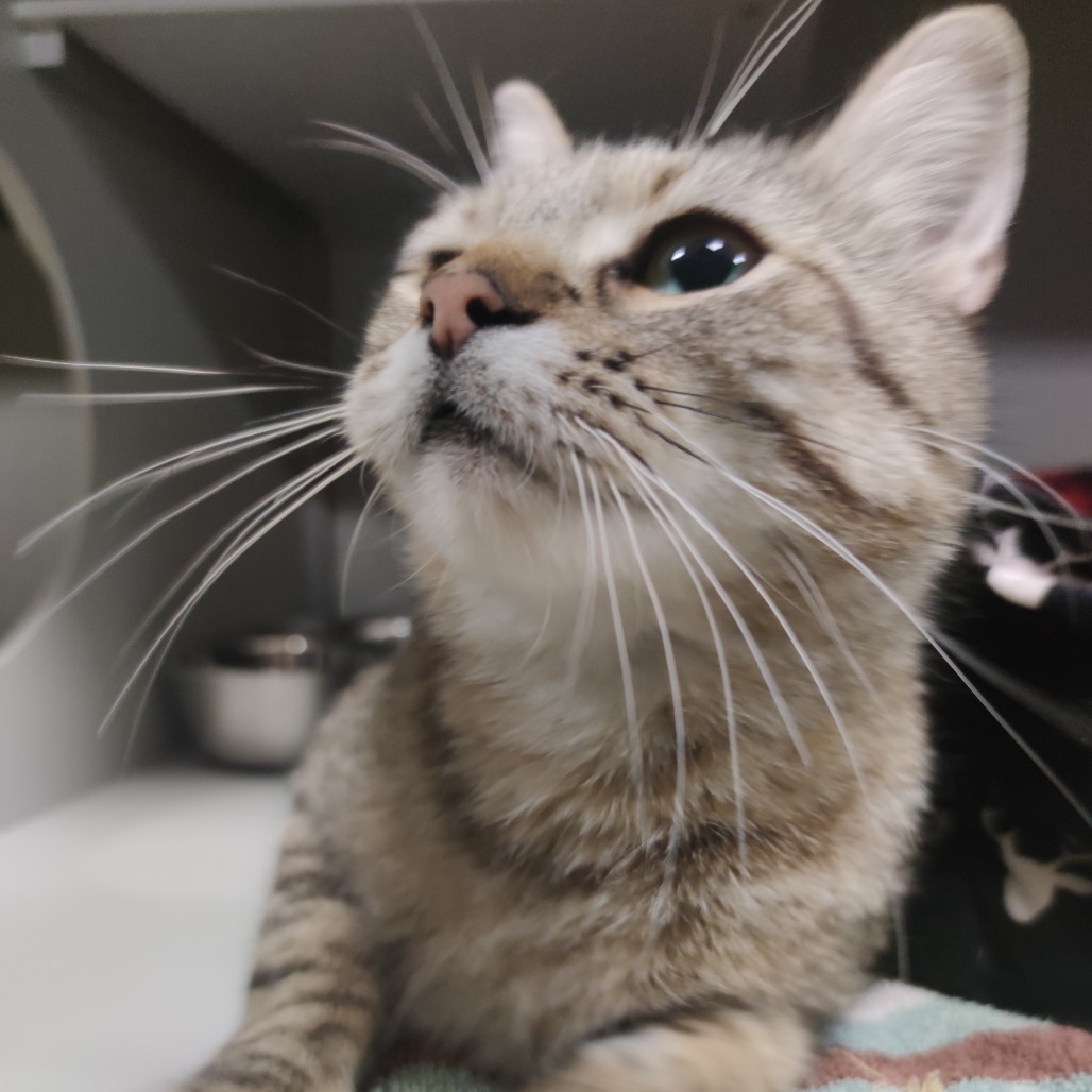 Rosie, an adoptable Domestic Short Hair in Bismarck, ND, 58507 | Photo Image 2