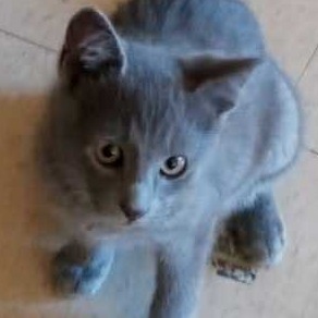 Maverick